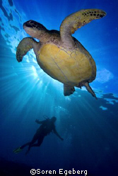 "Turtle Time" shot in Sipadan, South Point, spring 2007 by Soren Egeberg 